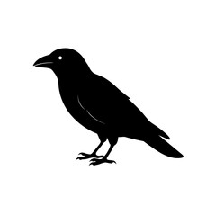Obraz premium Silhouette of a crow standing in profile