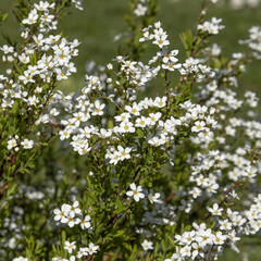 Spiraea  thunbergii en fleur au printemps	