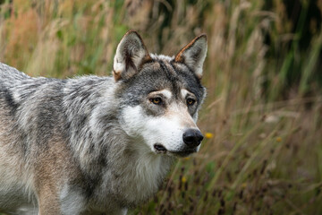 gray wolf canis lupus