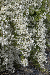 Deutzia gracilis en fleurs	