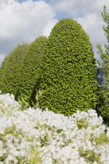 Rang&eacute;e de Carpinus betulu taill&eacute;s dans un espace vert	