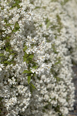 Deutzia gracilis en fleurs	