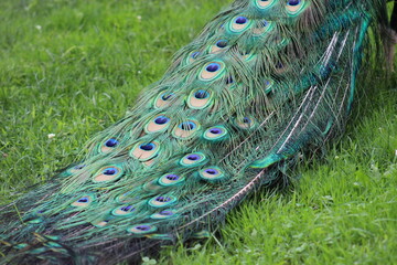 Obraz premium Peacock feathers up close