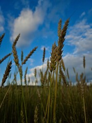 field of wheat