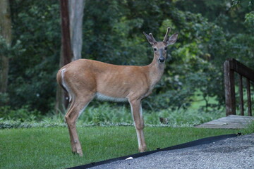 Fototapeta premium Young Buck Deer hanging out