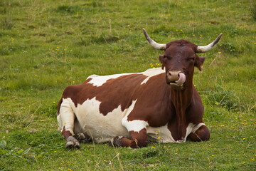 Dairy cow on alpine pastures over Lofer, Austria, Europe 
