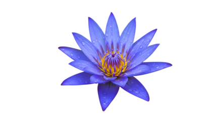 Vibrant blue lotus flower with yellow center isolated PNG with Transparent Background