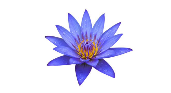 Vibrant blue lotus flower with yellow center isolated PNG with Transparent Background - Powered by Adobe