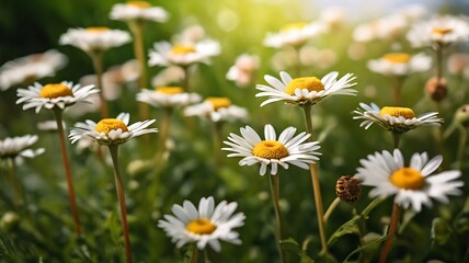 White daisies blooming on green grass under sunlight, fresh and natural.