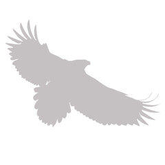 Majestic eagle in flight silhouette with wings spread wide