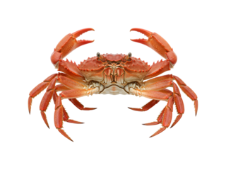 鮮やかな赤いカニ、迫力満点の甲殻類写真