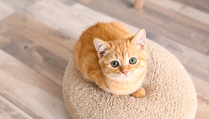 Adorable ginger kitten with mesmerizing eyes perched on plush cushion
