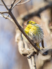 Eurasian siskin male, latin name spinus spinus, sitting on branch of tree. Cute little yellow songbird.