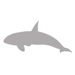 Gray orca killer whale silhouette against black background silhouette