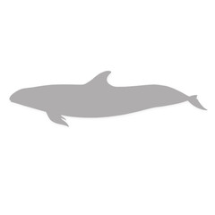 Gray silhouette of a dolphin swimming on a black background silhouette