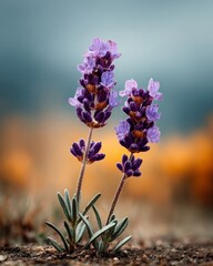 Lavender flowers in macro view with soft background for beauty wellness and aromatherapy use