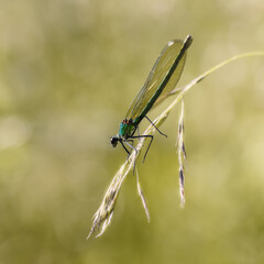 Female Banded Demoiselle sits on grass in the sunshine