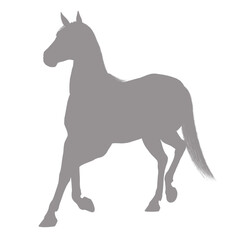 Elegant horse in motion silhouette