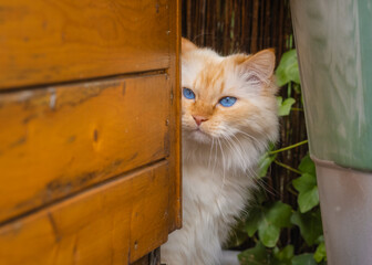 Blue-eyed Birman cat peeks around the corner of a wooden garden shed 