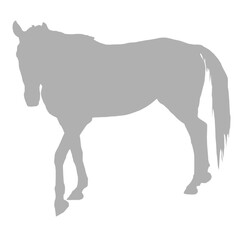 A gray horse standing in profile silhouette
