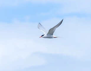 Obraz premium A small bird soars through a pale blue sky