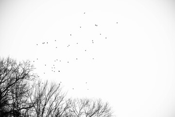black and white flock of birds 