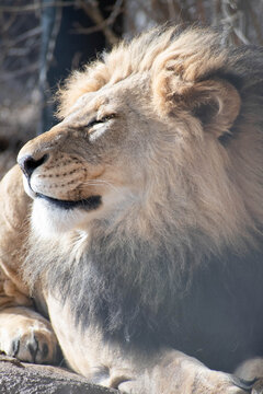 portrait of a lion