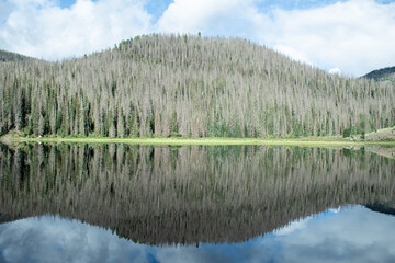 reflection of trees in water