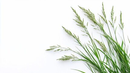 Obraz premium Grass blades sway against bright background