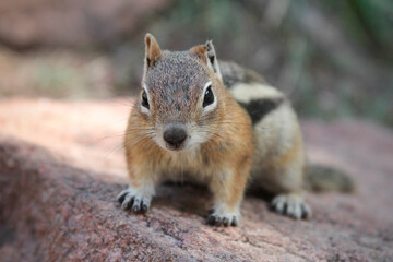 Chipmunk saying hello 