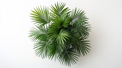 Lush green palm plant against white backdrop