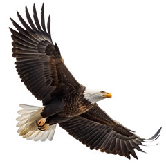 Obraz premium Majestic Bald Eagle with Spread Wings – PNG Clipart
