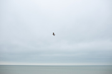 Single seagull flying over calm ocean under cloudy sky.