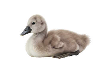 Closeup of a Young Cygnet Grey Downy Feathers Isolated on White isolated on transparent background