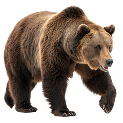 Fototapeta premium Brown Bear Walking Isolated on Transparent Background