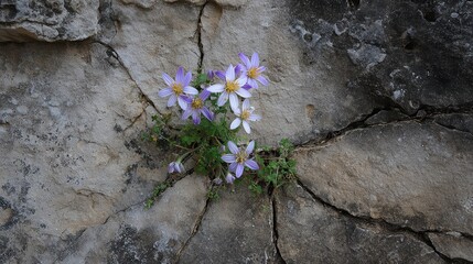 Delicate purple and white flowers grow from a crack in a rocky surface, showcasing nature's resilience amidst harsh conditions.