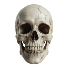 human skull