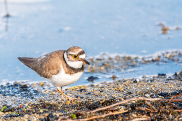 Little ringed plover (Charadrius dubius), bird standing on the lake shore