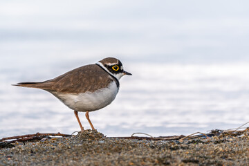 Little ringed plover (Charadrius dubius), bird standing on the lake shore