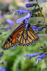 Monarch Butterfly on Flower