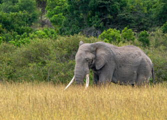 Elefante solitario en la sabana de Masai Mara