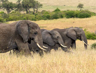 Grupo de elefantes de una manada en la sabana de Masai Mara