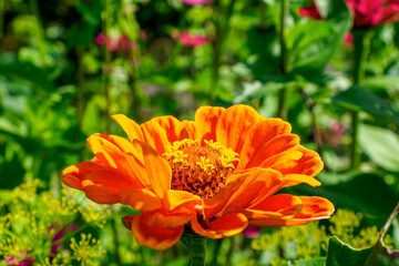 Zinnia. Flower. Beauty is in nature. Gardening.