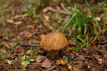 A white mushroom growing in a wooded area. The beauty of nature. Boletus edulis.