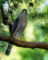 A Cooper's Hawk perched in a pine tree