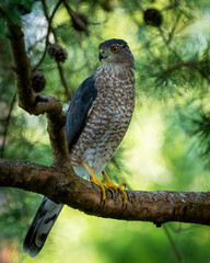 A Cooper's Hawk perched in a pine tree