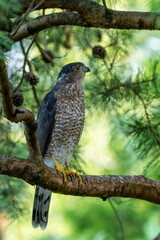 A Cooper's Hawk perched in a pine tree