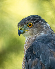 A Cooper's Hawk perched in a pine tree