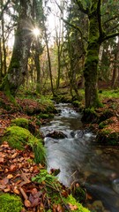 Obraz premium Sunlight streams through a tranquil forest, illuminating a babbling brook lined with moss-covered rocks and fallen leaves.