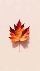 Top-down view of a single autumn maple leaf on transparent background